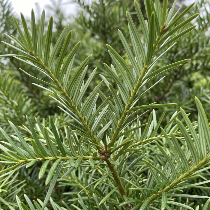 Nahaufnahme Japanische Kopfeibe (Cephalotaxus harringtonia): Nadeln – KI-generierte Beispielabbildung