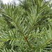 Nahaufnahme Japanische Kopfeibe (Cephalotaxus harringtonia): Nadeln – KI-generierte Beispielabbildung