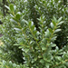 Nahaufnahme Japanische Stechpalme 'Caroline Upright' (Ilex crenata 'Caroline Upright'): Blätter und Triebe – KI-generierte Beispielabbildung
