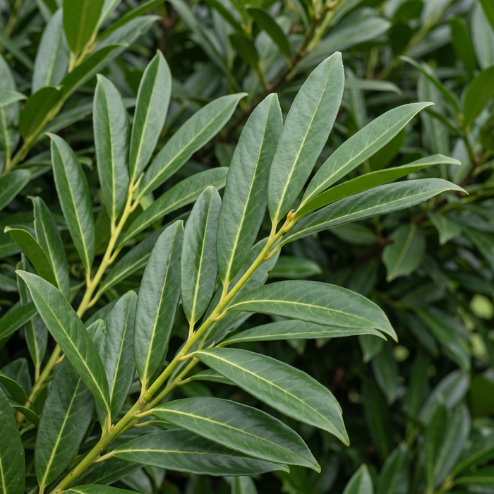 Nahaufnahme Kirschlorbeer 'Caucasica' (Prunus laurocerasus 'Caucasica'): Blätter und Triebe – KI-generierte Beispielabbildung