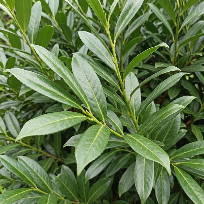 Nahaufnahme Kirschlorbeer 'Herbergii' (Prunus laurocerasus 'Herbergii'): Blätter und Triebe – KI-generierte Beispielabbildung