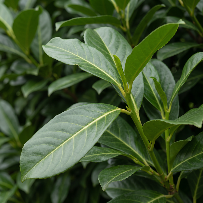 Nahaufnahme Kirschlorbeer 'Novita' (Prunus laurocerasus 'Novita'): Blätter und Triebe – KI-generierte Beispielabbildung