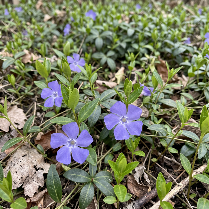 Nahaufnahme Kleines Immergrün (Vinca minor): violettblaue Blüten und glänzendes Laub – KI-generierte Beispielabbildung