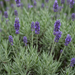 Nahaufnahme Lavendel 'Dwarf Blue' (Lavandula angustifolia 'Dwarf Blue'): violettblaue Blütenähren – KI-generierte Beispielabbildung