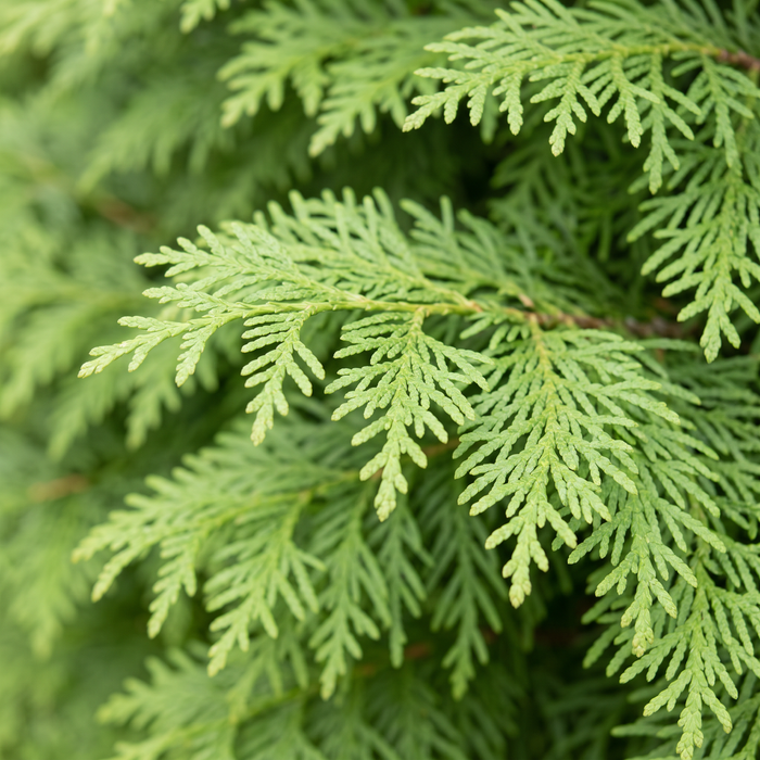 Nahaufnahme Lebensbaum 'Brabant' (Thuja occidentalis 'Brabant'): Zweige mit Schuppenblättern – KI-generierte Beispielabbildung