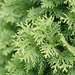 Nahaufnahme Lebensbaum 'King of Brabant' (Thuja occidentalis 'King of Brabant'): Zweige mit Schuppenblättern – KI-generierte Beispielabbildung