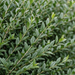 Nahaufnahme Liguster 'Atrovirens' (Ligustrum vulgare 'Atrovirens'): Blätter und Triebe – KI-generierte Beispielabbildung