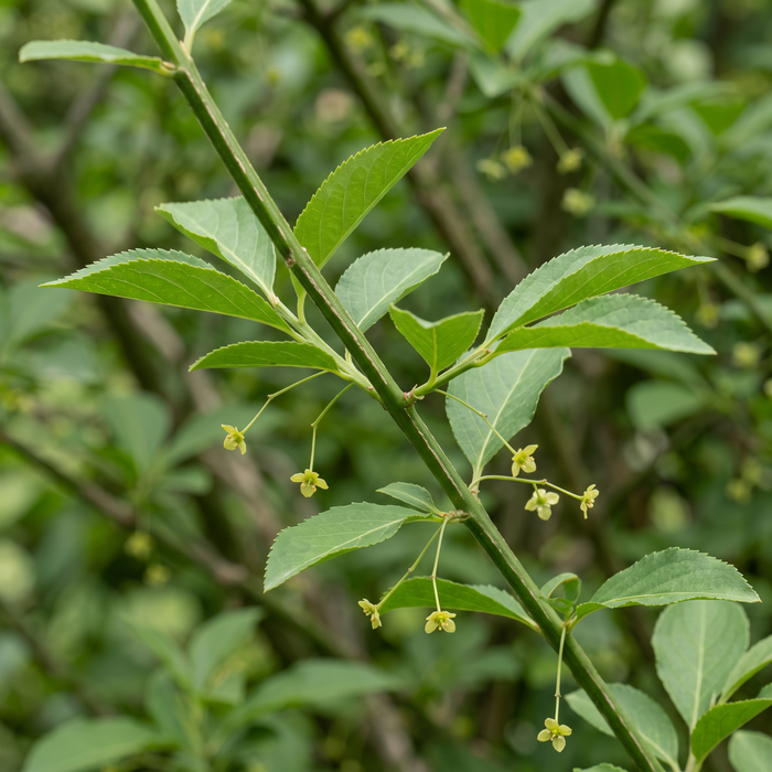Nahaufnahme Pfaffenhütchen (Euonymus europaeus): vierkantige grüne Zweige, Blätter und kleine Blüten – KI-generierte Beispielabbildung