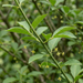 Nahaufnahme Pfaffenhütchen (Euonymus europaeus): vierkantige grüne Zweige, Blätter und kleine Blüten – KI-generierte Beispielabbildung