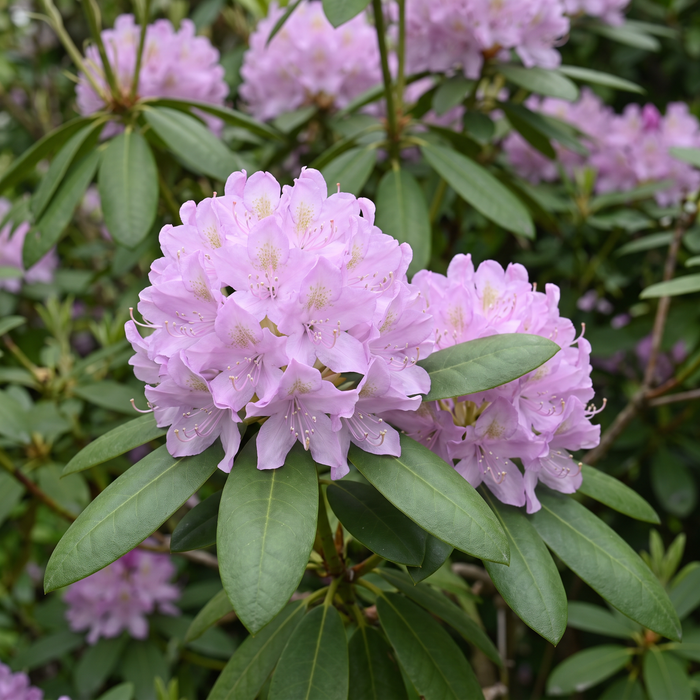 Nahaufnahme Pontischer Rhododendron 'Roseum' (Rhododendron ponticum 'Roseum'): Blütenstand – KI-generierte Beispielabbildung