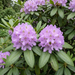 Nahaufnahme Rhododendron 'Boursault' (Rhododendron (Catawbiense-Hybride) 'Boursault'): Blütenstand – KI-generierte Beispielabbildung