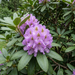 Nahaufnahme Rhododendron 'Catawbiense Grandiflorum' (Rhododendron catawbiense 'Grandiflorum'): Blütenstand – KI-generierte Beispielabbildung