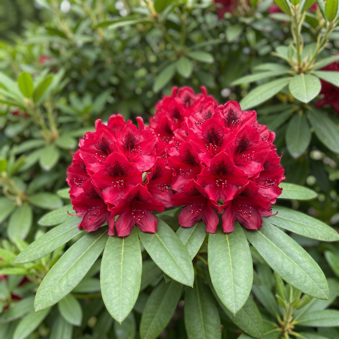 Nahaufnahme Rhododendron 'Nova Zembla' (Rhododendron (Catawbiense-Hybride) 'Nova Zembla'): Blütenstand – KI-generierte Beispielabbildung