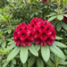 Nahaufnahme Rhododendron 'Nova Zembla' (Rhododendron (Catawbiense-Hybride) 'Nova Zembla'): Blütenstand – KI-generierte Beispielabbildung