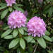 Nahaufnahme Rhododendron 'Roseum Elegans' (Rhododendron (Catawbiense-Hybride) 'Roseum Elegans'): Blütenstand – KI-generierte Beispielabbildung