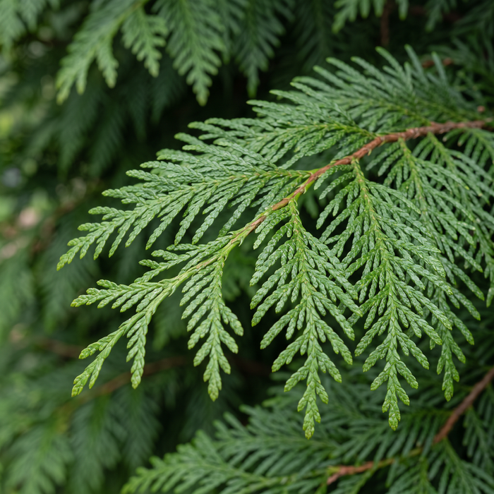 Nahaufnahme Riesen-Lebensbaum 'Excelsa' (Thuja plicata 'Excelsa'): Zweige mit Schuppenblättern – KI-generierte Beispielabbildung