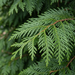 Nahaufnahme Riesen-Lebensbaum 'Excelsa' (Thuja plicata 'Excelsa'): Zweige mit Schuppenblättern – KI-generierte Beispielabbildung