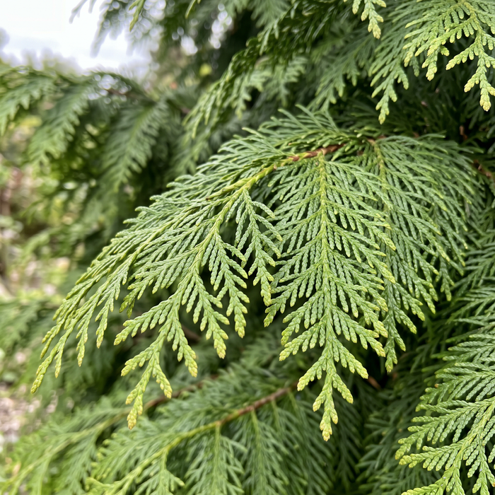 Nahaufnahme Riesen-Lebensbaum 'Martin' (Thuja plicata 'Martin'): Zweige mit Schuppenblättern – KI-generierte Beispielabbildung