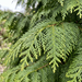 Nahaufnahme Riesen-Lebensbaum 'Martin' (Thuja plicata 'Martin'): Zweige mit Schuppenblättern – KI-generierte Beispielabbildung