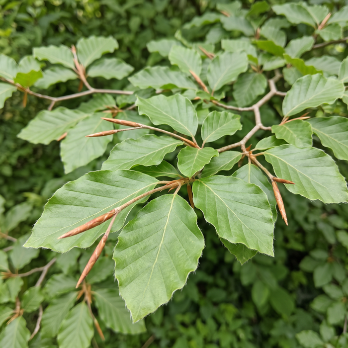 Nahaufnahme Rotbuche (Fagus sylvatica): Blätter und Triebe – KI-generierte Beispielabbildung