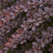 Nahaufnahme Rote Heckenberberitze 'Atropurpurea' (Berberis thunbergii 'Atropurpurea'): Blätter und Triebe – KI-generierte Beispielabbildung