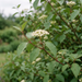Nahaufnahme Roter Hartriegel (Cornus sanguinea): Blätter mit bogigen Nerven und weiße Blütendolden – KI-generierte Beispielabbildung