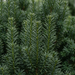 Nahaufnahme Säulen-Eibe 'Fastigiata' (Taxus baccata 'Fastigiata'): Nadeln – KI-generierte Beispielabbildung