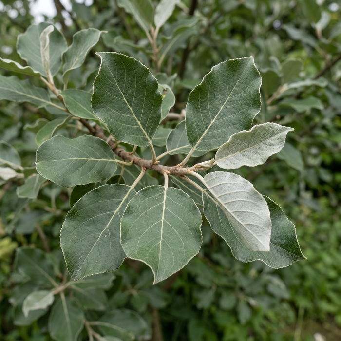 Nahaufnahme Sal-Weide (Salix caprea): Blätter mit graufilziger Unterseite – KI-generierte Beispielabbildung