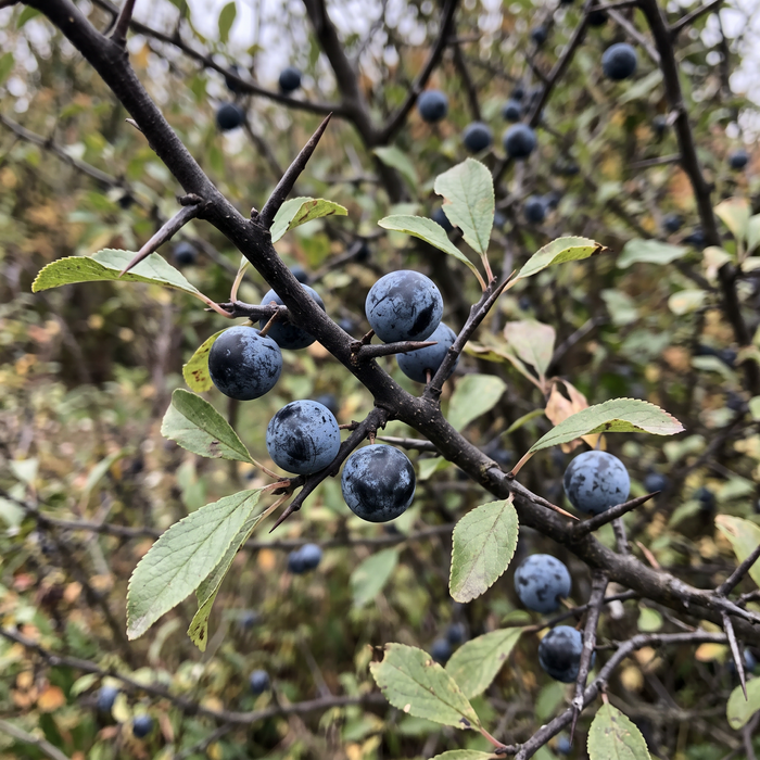 Nahaufnahme Schlehe (Prunus spinosa): Dornen, Blätter und blau bereifte Schlehen im Herbst – KI-generierte Beispielabbildung