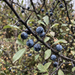 Nahaufnahme Schlehe (Prunus spinosa): Dornen, Blätter und blau bereifte Schlehen im Herbst – KI-generierte Beispielabbildung