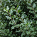 Nahaufnahme Stechpalme 'Heckenfee' (Ilex × meserveae 'Heckenfee'): Blätter und Triebe – KI-generierte Beispielabbildung