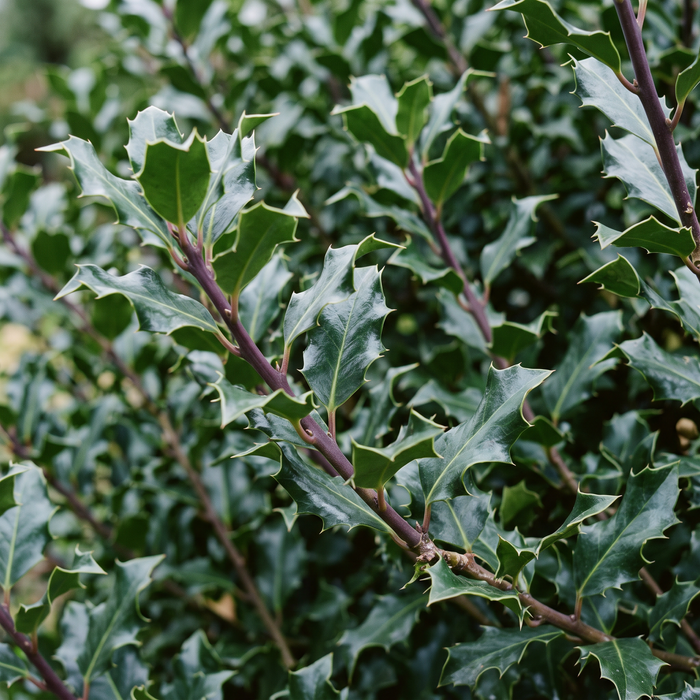 Nahaufnahme Stechpalme 'Heckenstar' (Ilex × meserveae 'Heckenstar'): Blätter und Triebe – KI-generierte Beispielabbildung