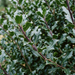 Nahaufnahme Stechpalme 'Heckenstar' (Ilex × meserveae 'Heckenstar'): Blätter und Triebe – KI-generierte Beispielabbildung
