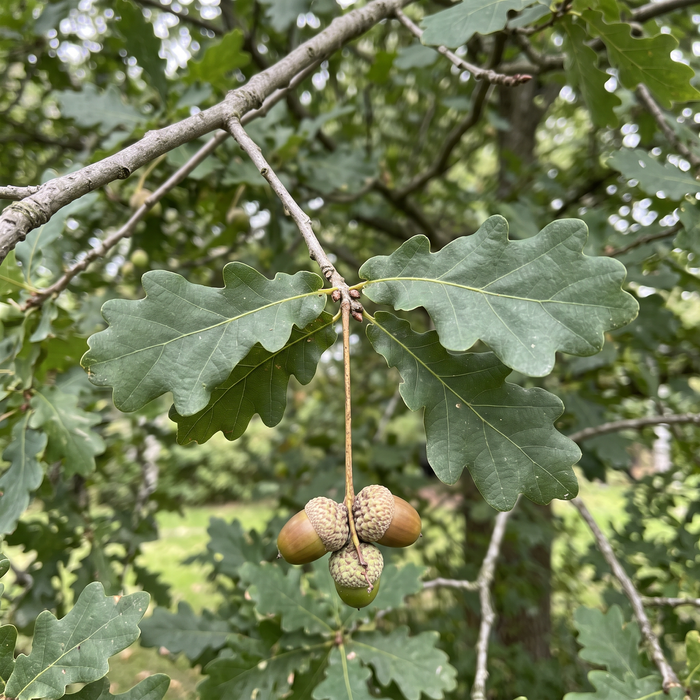 Nahaufnahme Stieleiche (Quercus robur): gelappte Blätter und Eicheln an langen Stielen – KI-generierte Beispielabbildung