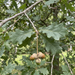 Nahaufnahme Stieleiche (Quercus robur): gelappte Blätter und Eicheln an langen Stielen – KI-generierte Beispielabbildung