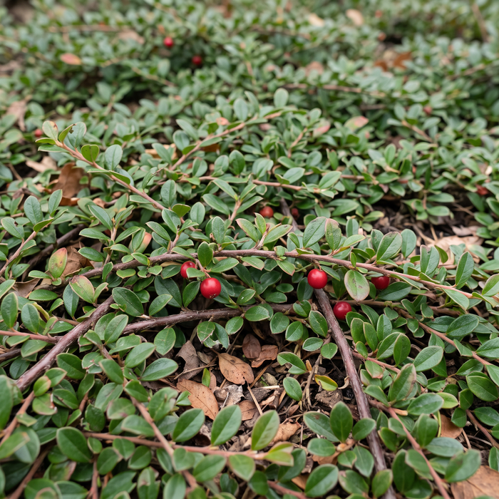 Nahaufnahme Teppich-Zwergmispel 'Queen of Carpets' (Cotoneaster dammeri 'Queen of Carpets'): kleine glänzende Blätter und rote Beeren – KI-generierte Beispielabbildung