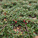 Nahaufnahme Teppich-Zwergmispel 'Queen of Carpets' (Cotoneaster dammeri 'Queen of Carpets'): kleine glänzende Blätter und rote Beeren – KI-generierte Beispielabbildung