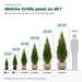 Liefergrößen Thuja 'Smaragd': 40–60 und 60–80 cm im Topf, 80–175 cm mit Ballen, im Vergleich zu 1,75 m Körpergröße