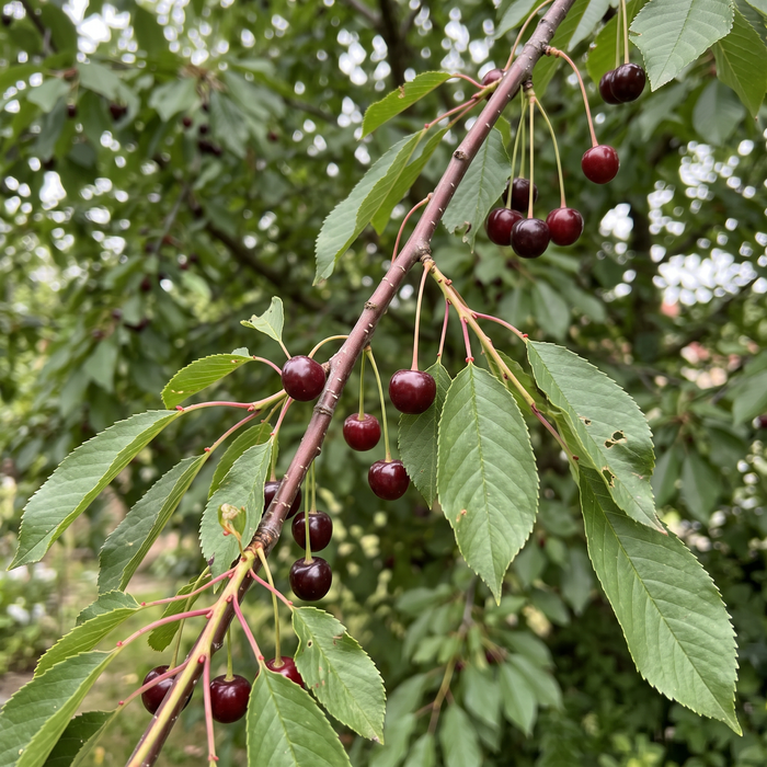 Nahaufnahme Vogelkirsche (Prunus avium): Blätter und reife Vogelkirschen im Sommer – KI-generierte Beispielabbildung