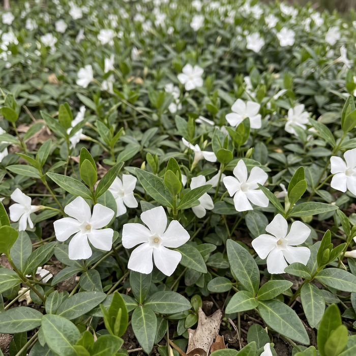 Nahaufnahme Weißes Immergrün 'Alba' (Vinca minor 'Alba'): weiße Blüten und glänzendes Laub – KI-generierte Beispielabbildung