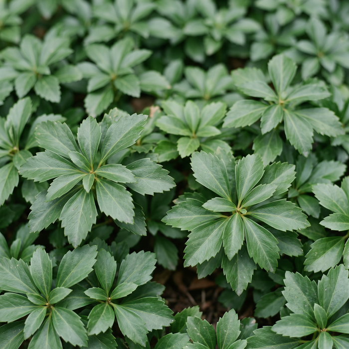 Nahaufnahme Ysander (Pachysandra terminalis): rautenförmige Blätter in Rosetten – KI-generierte Beispielabbildung