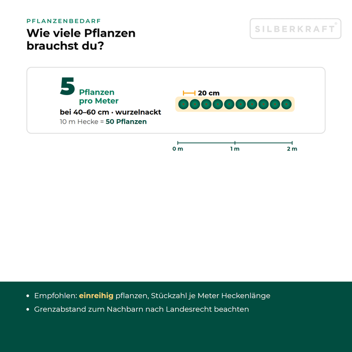 Pflanzenbedarf Großblättrige Berberitze: 5 Pflanzen pro Meter Hecke je nach Größe, Pflanzabstand in der Draufsicht