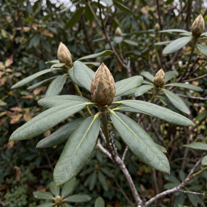 Rhododendron 'Cunningham's White': Blütenknospe und immergrünes Laub im Spätherbst – KI-generierte Beispielabbildung