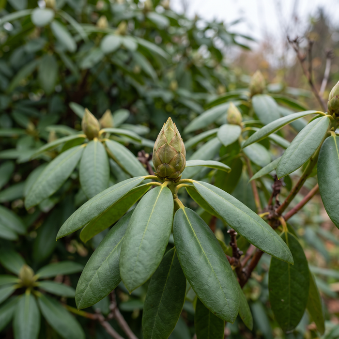 Rhododendron 'Roseum Elegans': Blütenknospe und immergrünes Laub im Spätherbst – KI-generierte Beispielabbildung