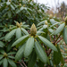 Rhododendron 'Roseum Elegans': Blütenknospe und immergrünes Laub im Spätherbst – KI-generierte Beispielabbildung