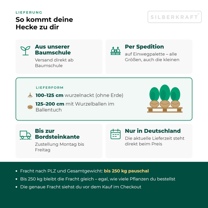 Lieferung Liguster 'Atrovirens': aus unserer Baumschule per Spedition auf Einwegpalette bis zur Bordsteinkante, nur innerhalb Deutschlands, Fracht bis 250 kg pauschal