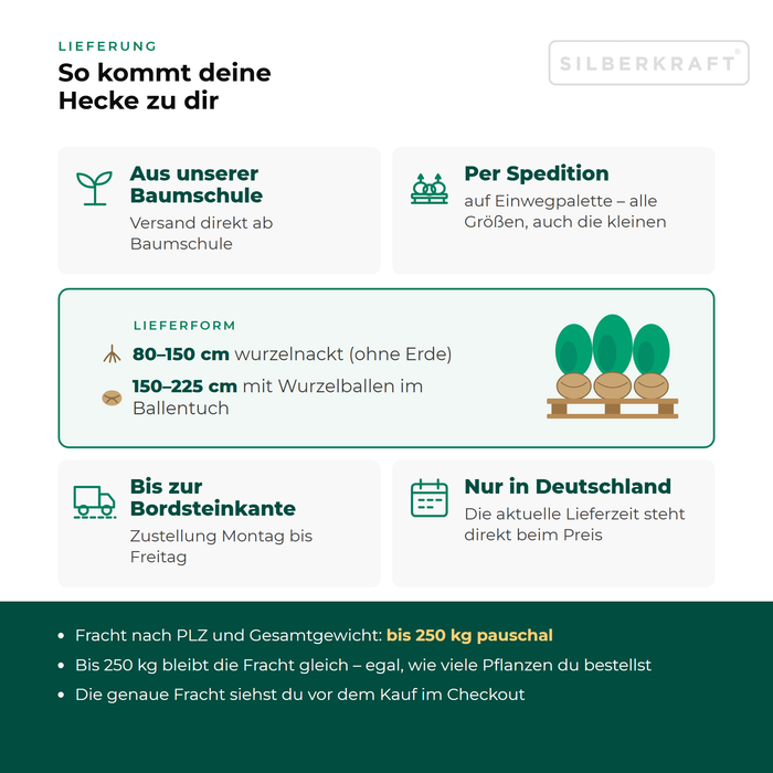 Lieferung Rotbuche: aus unserer Baumschule per Spedition auf Einwegpalette bis zur Bordsteinkante, nur innerhalb Deutschlands, Fracht bis 250 kg pauschal