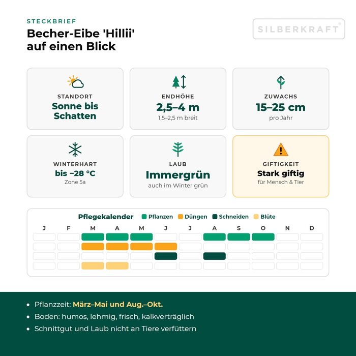 Steckbrief Becher-Eibe 'Hillii': Standort Sonne bis Schatten, Endhöhe 2,5–4 m, Zuwachs 15–25 cm pro Jahr, winterhart bis −28 °C – mit Pflegekalender