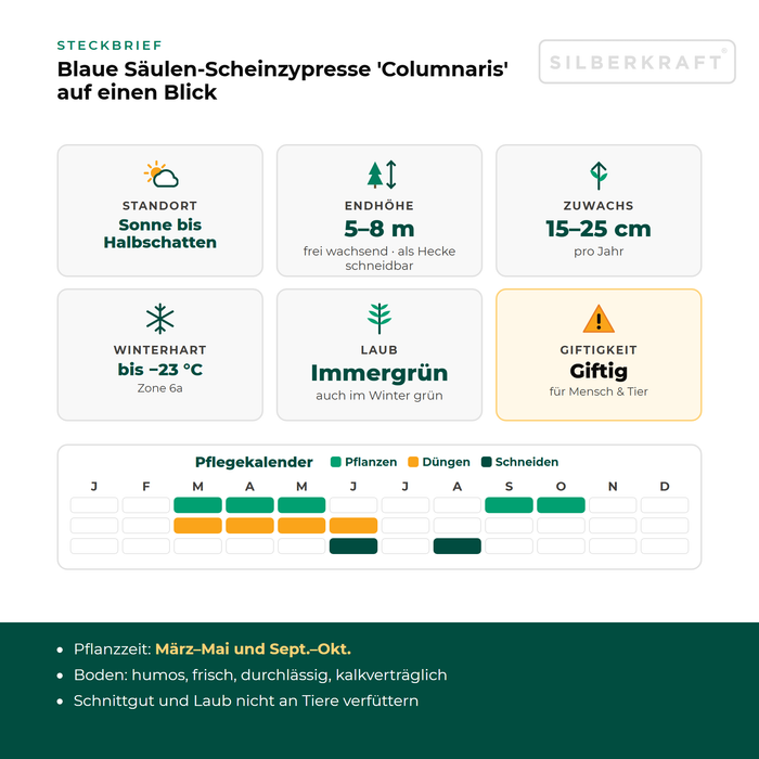 Steckbrief Blaue Säulen-Scheinzypresse 'Columnaris': Standort Sonne bis Halbschatten, Endhöhe 5–8 m, Zuwachs 15–25 cm pro Jahr, winterhart bis −23 °C – mit Pflegekalender