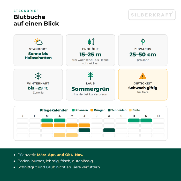 Steckbrief Blutbuche: Standort Sonne bis Halbschatten, Endhöhe 15–25 m, Zuwachs 25–50 cm pro Jahr, winterhart bis −29 °C – mit Pflegekalender